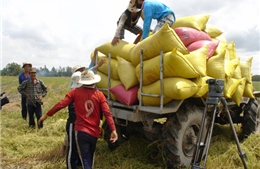 Đầu ra vụ đông xuân: Nhà nông phập phồng thu hoạch lúa